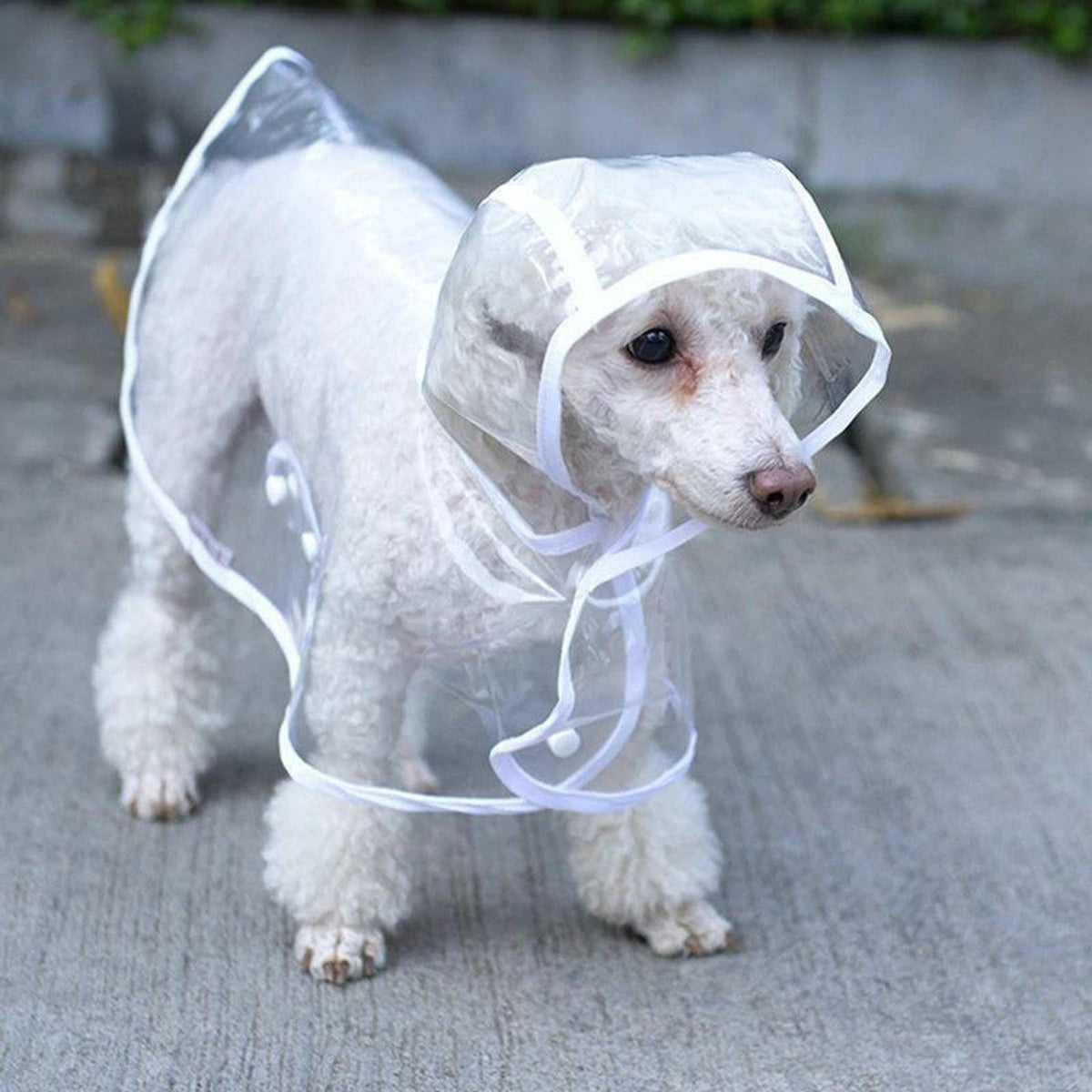 💥2026 HOT SALE💞50K+ SOLD! ✨ 50% OFF!💥Transparent Raincoat For Dog