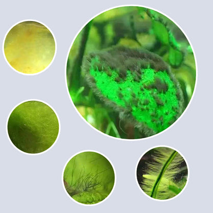 Effective Algae Control for Aquarium