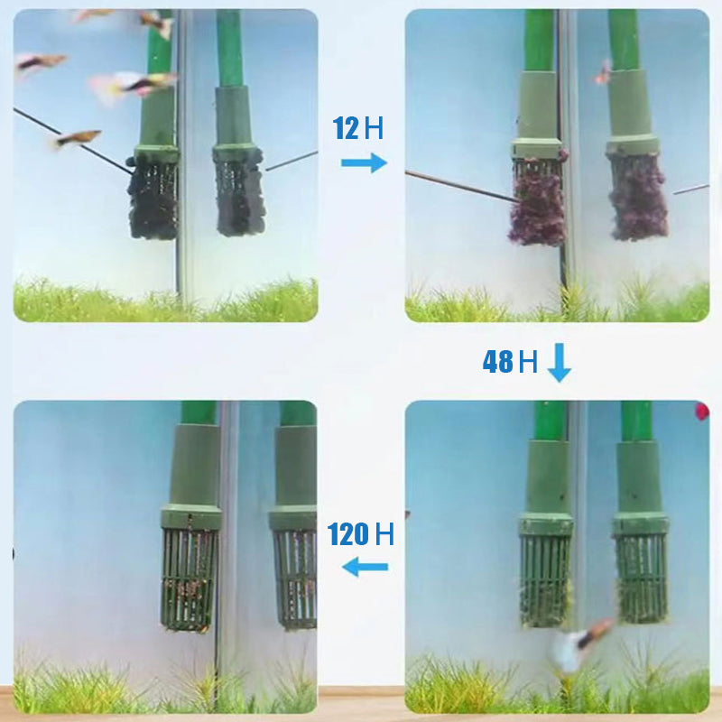 Effective Algae Control for Aquarium