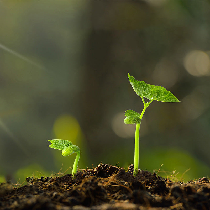 🌿Anti-caking, acidic and alkaline soil activator🌱,💥💥 limited time offer