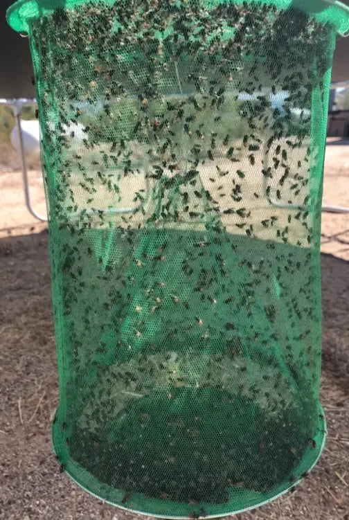 FAST FLY CATCHER