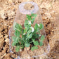 🔥Buy 20 Get 20 Free🔥 Seedling Protective Covers — Thickened PET Material — Protects Young Plants Against Birds and Frost Damage