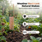 🔥Limited-time offer-Copper Spiral Antenna Plant Stakes